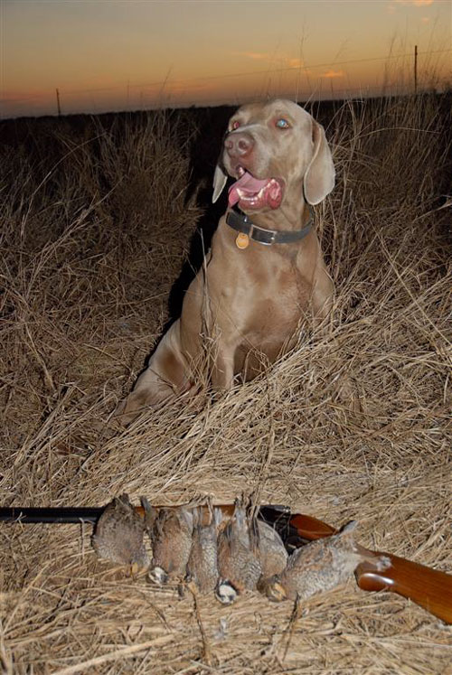 Quail and Coyote Late Season Events