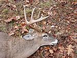 Archery Buck