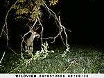 trail cam pics unit B 034