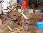 Archery Buck