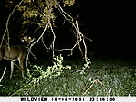 trail cam pics unit B 032