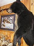 Mount of my 03' archery black bear. Taken w/ a 60# mathews mq32, and muzzy broadhead. Public land in orange co. NY