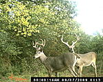 TN Deer