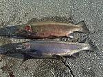 2 Steelhead from Erie - Both were 9 lbs ....