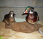 pair of wood ducks sitting