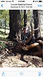 Public land bow bull. Southern NM