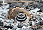 killdeer