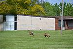 lurcher and deer 2