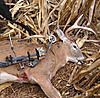 FOR SALE: Martin Cougar III Magnum Compound Bow PACKAGE-7.jpg