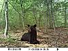 Bears and Trail Cams-labor-20day-20bear-203-1-.jpg