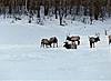 Michigan elk pic-scan0013.jpg