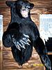 2010 bear mount-bear-mount-007-medium-.jpg