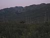 2011 Dall Sheep Hunt-12-cow-moose.jpg