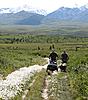 2011 Dall Sheep Hunt-26-cotton-grass.jpg