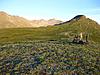 2011 Dall Sheep Hunt-32-almost-there.jpg