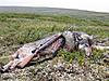 2011 Dall Sheep Hunt-41-matt-s-wolf-opening-day.jpg