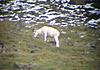 2011 Dall Sheep Hunt-50-dads-ram.jpg