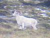 2011 Dall Sheep Hunt-52-dads-ram-3.jpg