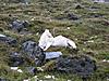 2011 Dall Sheep Hunt-55-ram-down.jpg