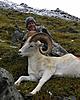 2011 Dall Sheep Hunt-57-dads-ram-2.jpg