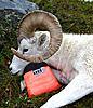 2011 Dall Sheep Hunt-61-tag-bags.jpg