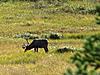 2011 Dall Sheep Hunt-72-mediocre-bull.jpg