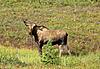 2011 Dall Sheep Hunt-74-bull-moose.jpg