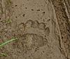 2011 Dall Sheep Hunt-78-grizzly-tracks-trail.jpg