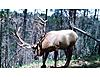 Two for the wall next year-elk.jpg