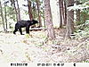 Black Bear for 2012 in Ontario-sunp0015-1-.jpg