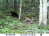 Black Bear for 2012 in Ontario-sunp0025-1-.jpg