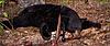 Hunting N.C Black Bear-bear06.jpg