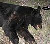 Hunting N.C Black Bear-imagesca5xghkw.jpg