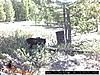 Bear Baiting Question-bear3.jpg