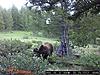 Bear Baiting Question-griz.jpg