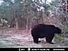 Hunting N.C Black Bear-bbbbbbbbb.jpg