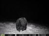 PA - World Record Bear-really-20big-20bear-20smaller-20pic-1-.jpg