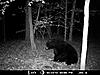 BallPark Estimate On Size?-bear22-1.jpg