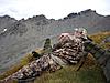 Dall Sheep Hunt Report and Photos-pictures_167.jpg