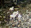 Dall Sheep Hunt Report and Photos-pictures_079.jpg