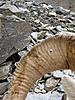 Dall Sheep Hunt Report and Photos-pictures_121.jpg