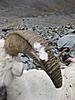 Dall Sheep Hunt Report and Photos-pictures_120.jpg