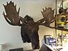 Maine Moose tag-img_2925.jpg