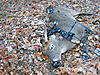 This is'nt Rut Weather, how's your Season Going?-2010-buck-007.jpg