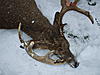 Shot this guy today-dscf0942.jpg