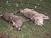 Not what we were hunting...-nys-record-coyote-115lbs.jpg