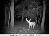 Nice Buck On Cam-trail-cam-7-13-10-252.jpg