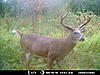 Trail Cam Pics-mdgc0010.jpg