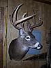 2008 deer mount back-08-mount.jpg