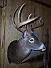 2008 deer mount back-08-deer-mount.jpg